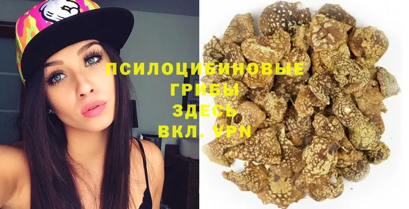 продажа наркотиков  Бакал  Галлюциногенные грибы Psilocybe 